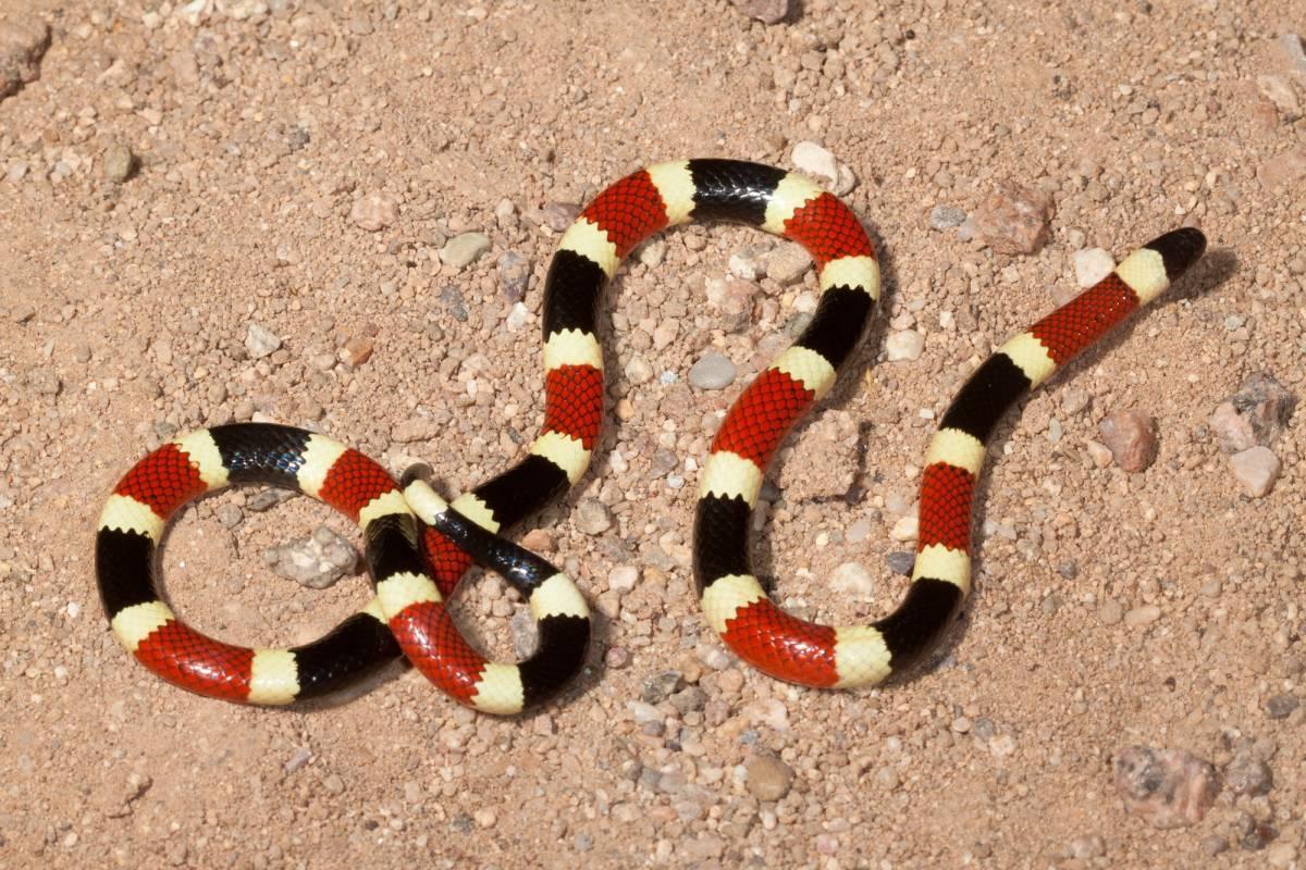 arizona coral snake is one of the wild animals of arizona
