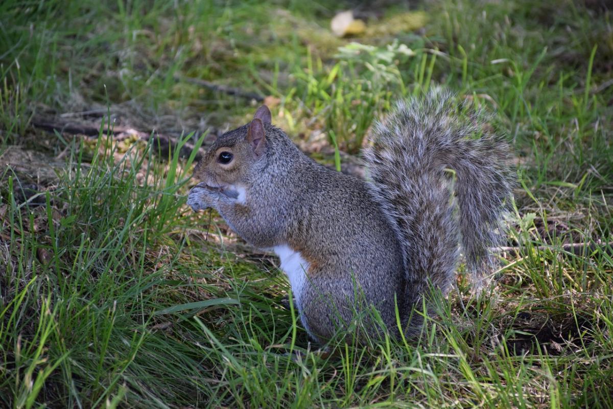 arizona gray squirrel is one of the common animals in arizona