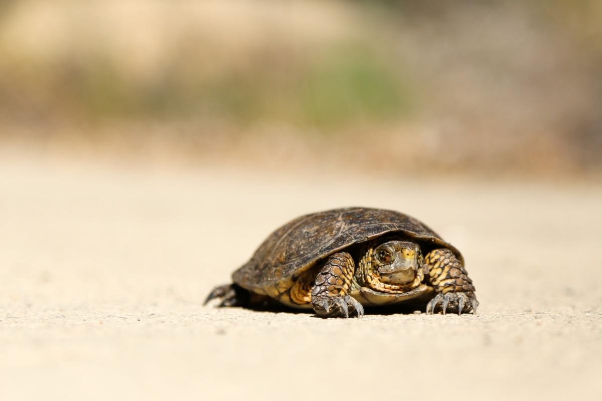 arizona mud turtle is among the animals found in arizona