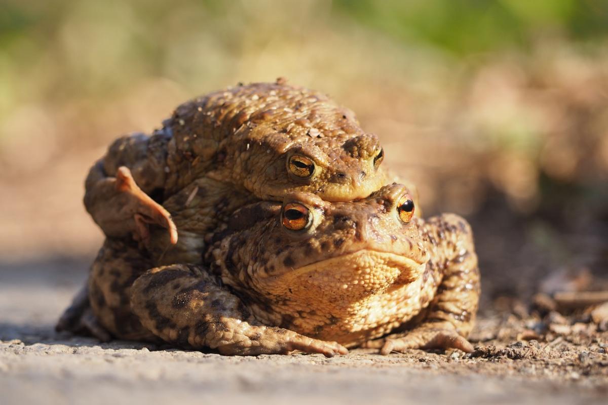 arizona toad is part of the arizona wildlife list