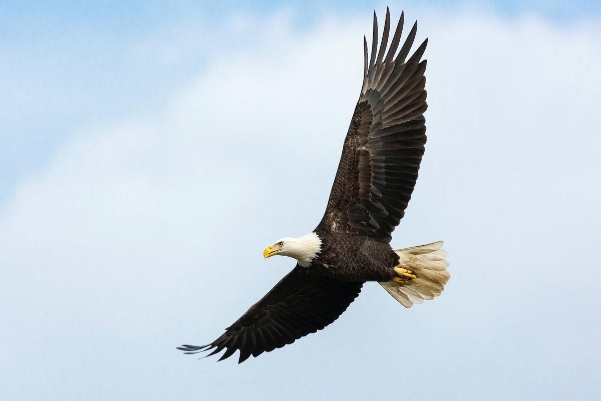 bald eagle is the american national animal