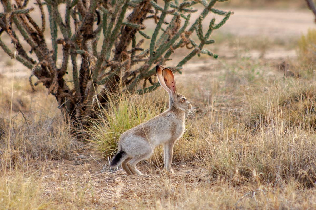 black-tailed jackrabbit