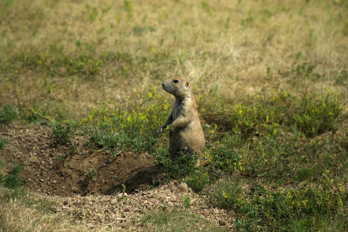 black-tailed prairie dog is among the animals only found in the united states
