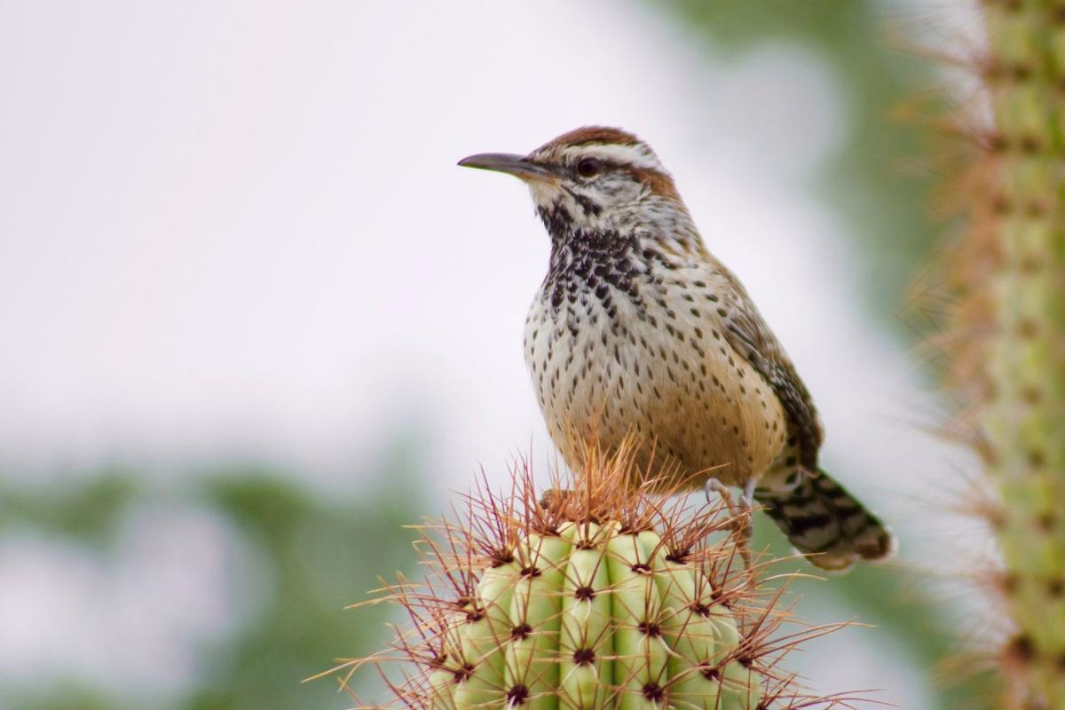 cactus wren is one of the wild animals arizona has on its land