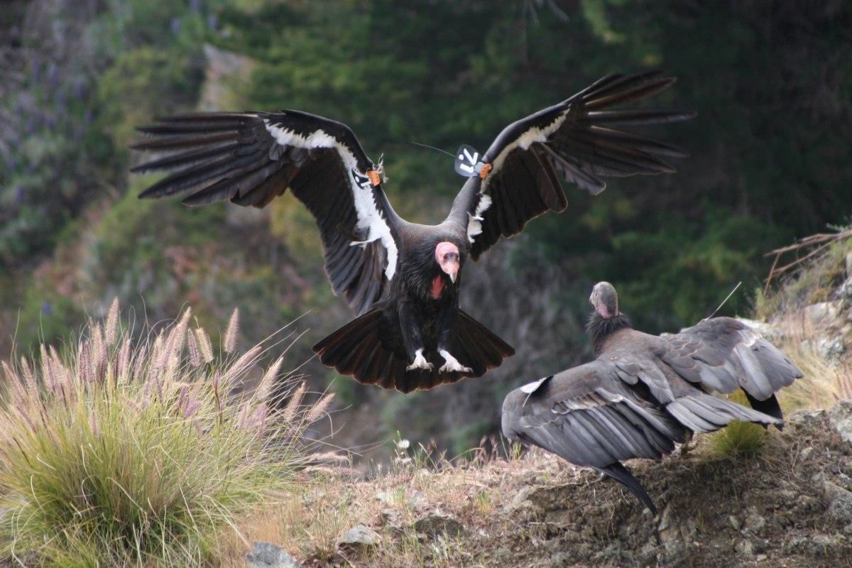 california condor is among the endangered animals in arizona