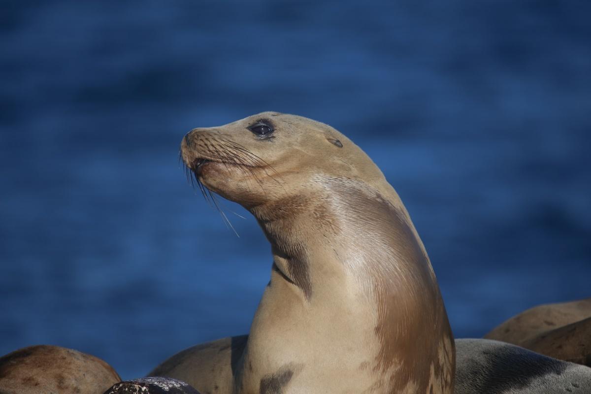 california sea lion is one of the endangered animals of the united states