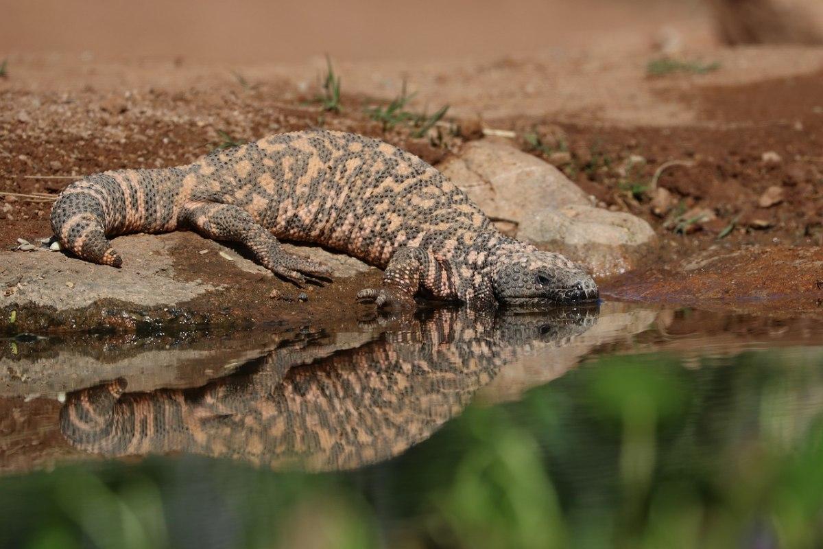 gila monster is part of the animal life in arizona