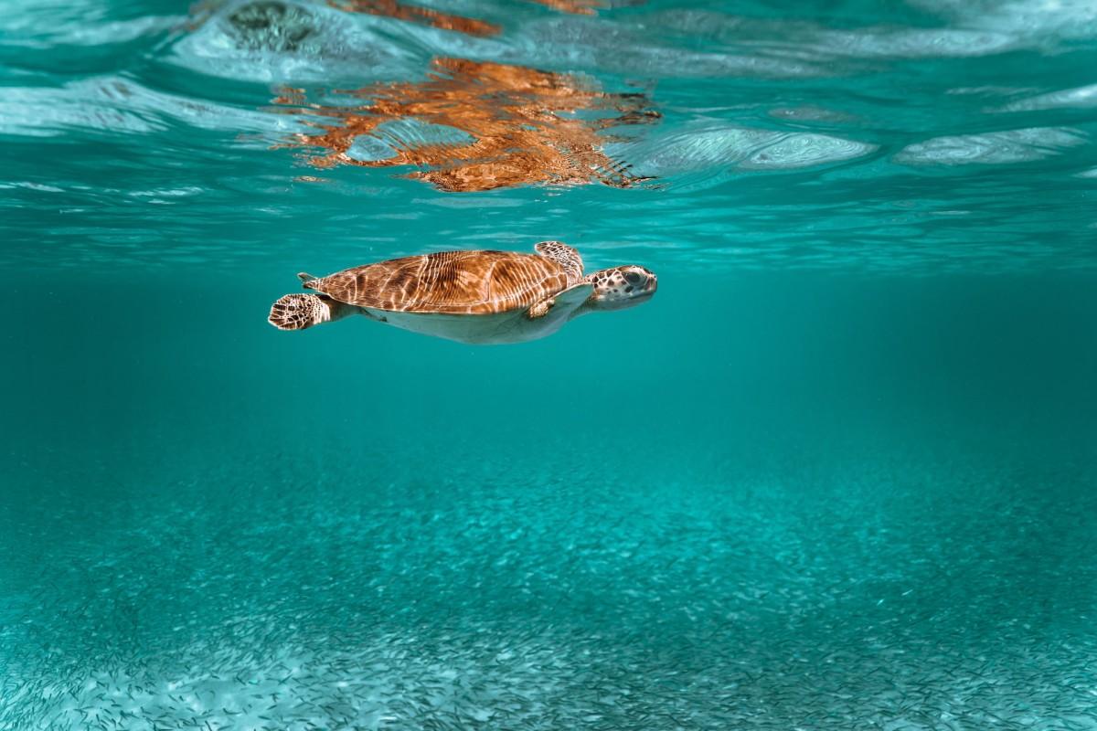 green sea turtle is one of the animals native to the united states