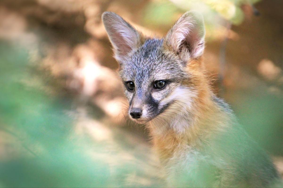 kit fox is among the wild animals in arizona