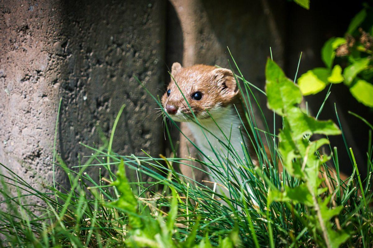 long tailed weasel one of the animals that live in arizona