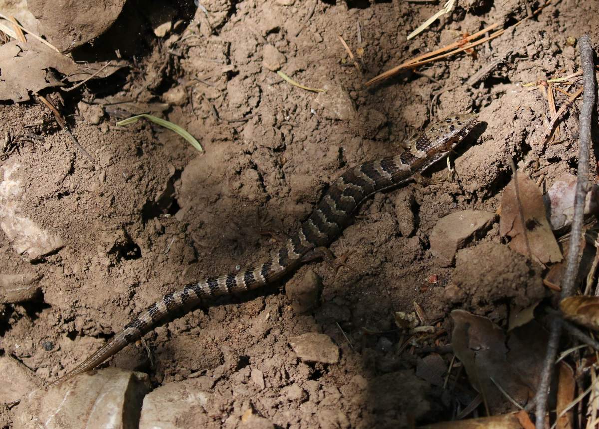 madrean alligator lizard is in the list of animals in arizona