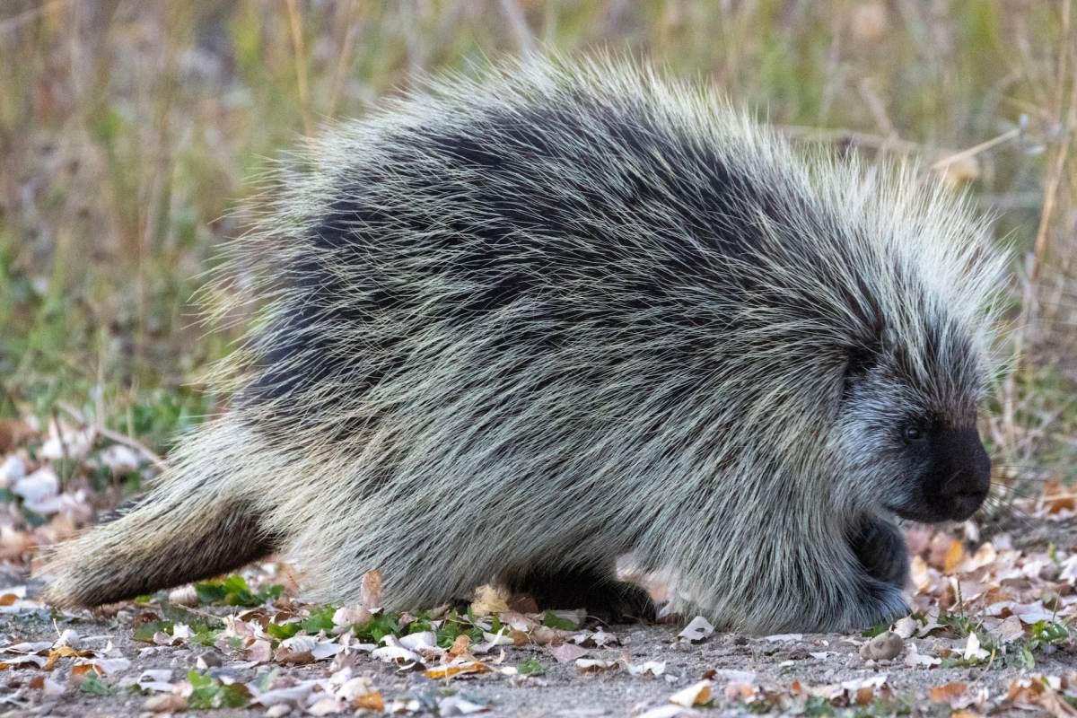 north american porcupine