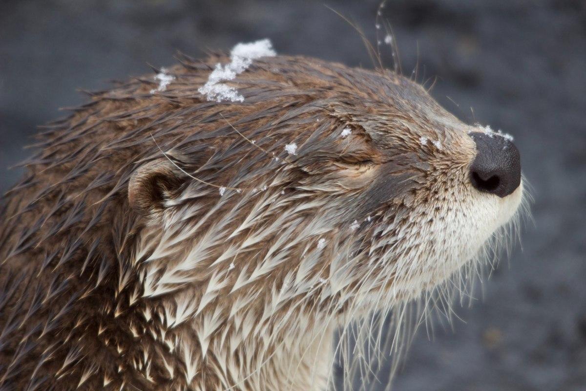 north american river otter