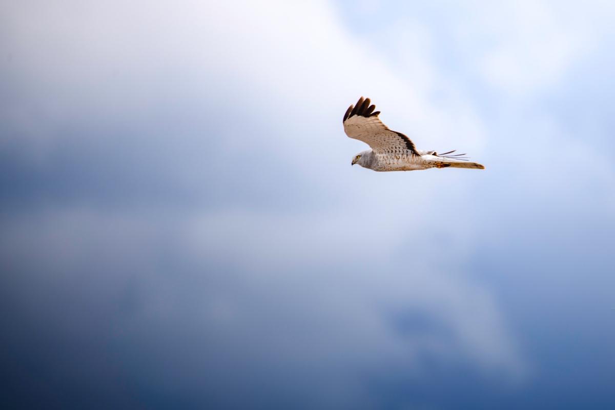 northern harrier