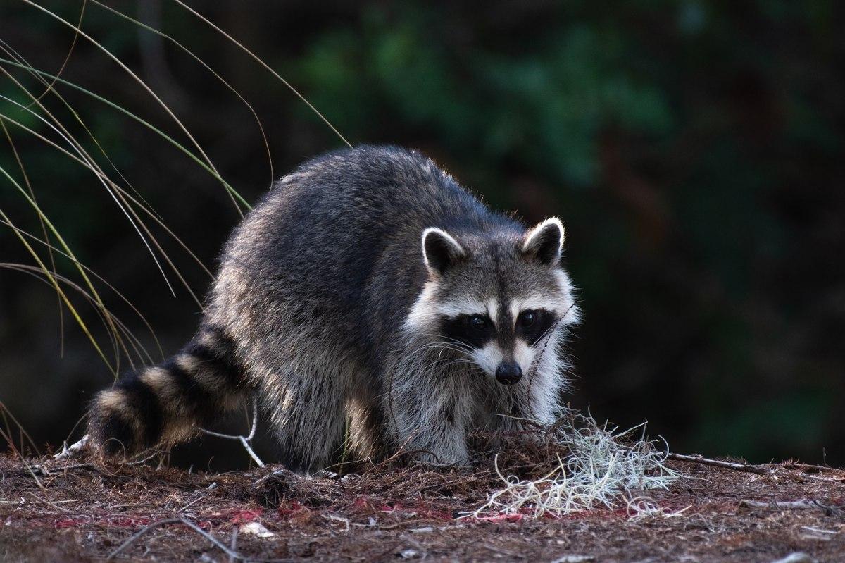 racoon is among the american native animals