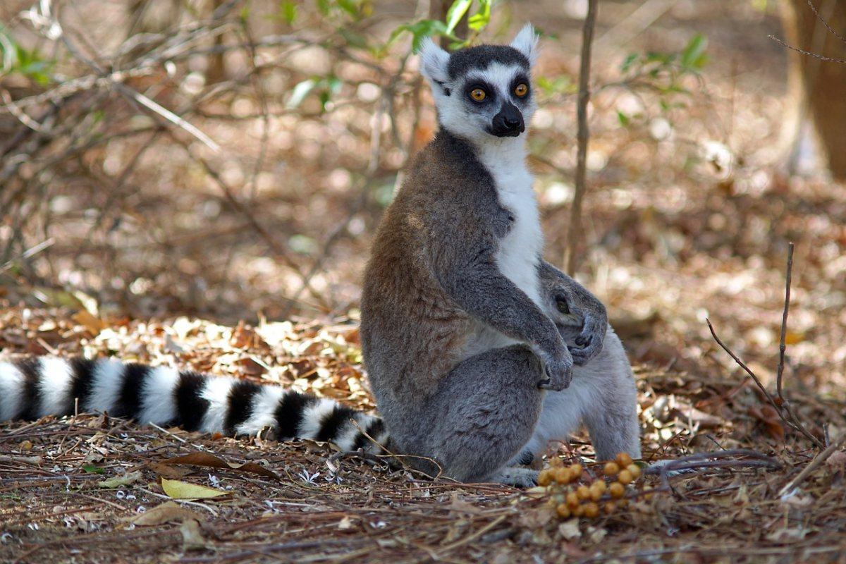 ringtail is the arizona state animal