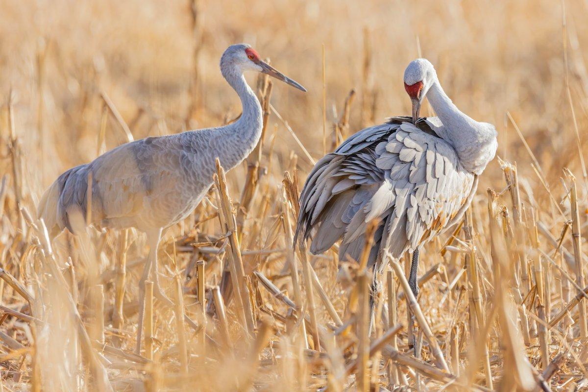 sandhill crane is one of the animals native to arizona