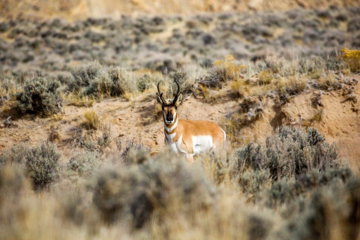 sonoran pronghorn is among the arizona wild animals