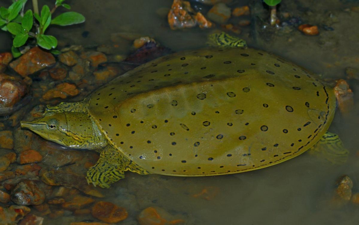 spiny softshell turtle is among the native arizona animals