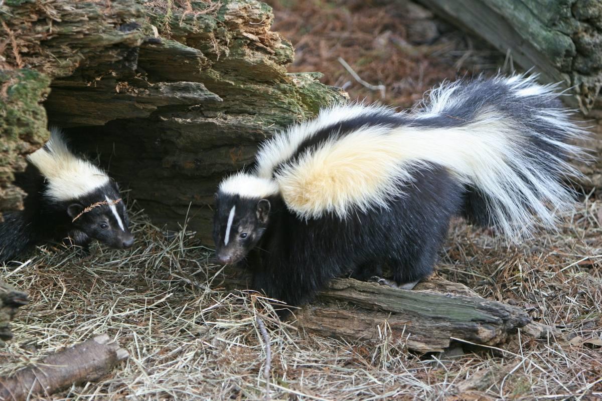 striped skunk is part of the american animals list