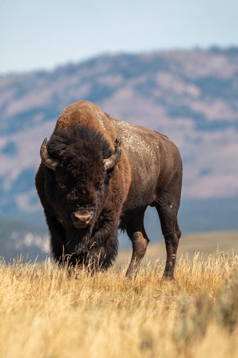 the american bison is the national animal of united states