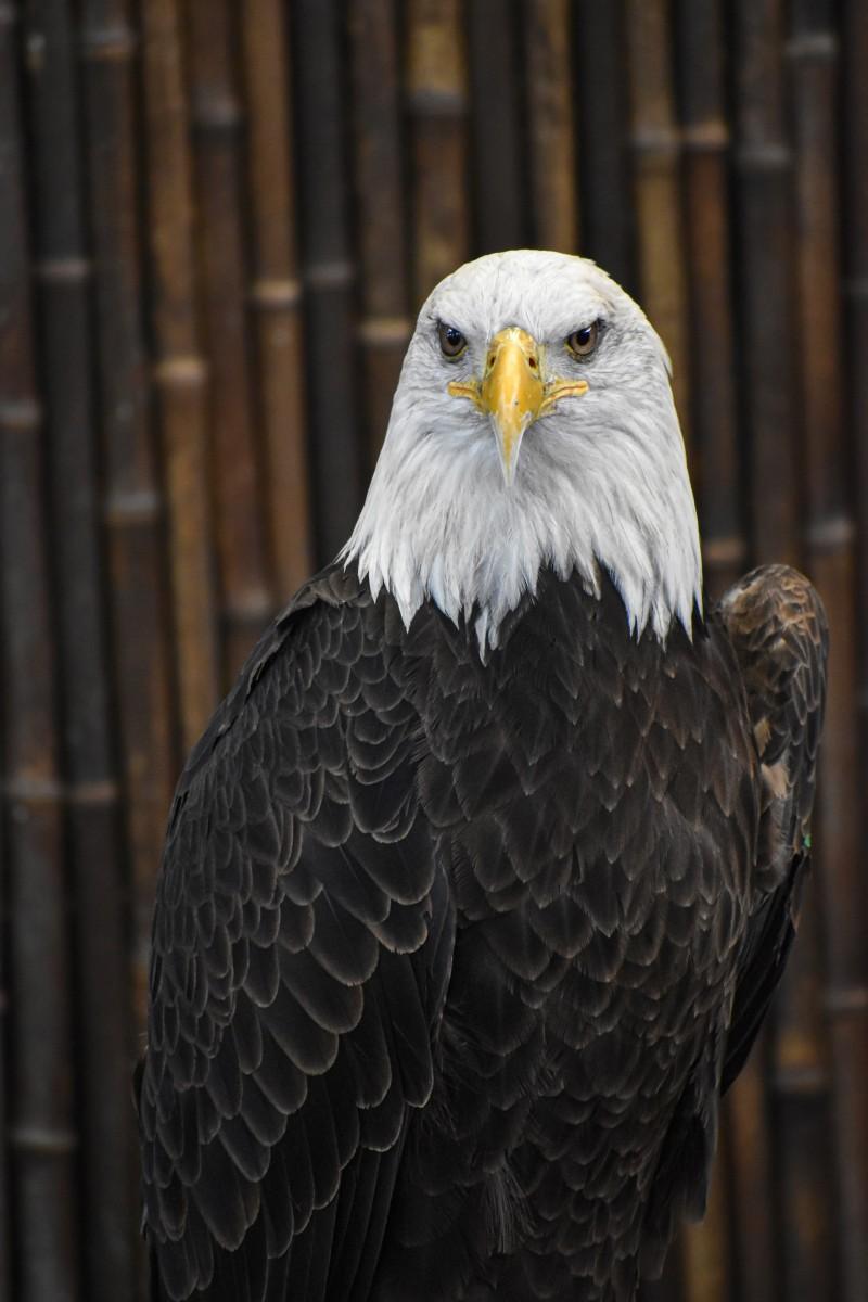 the bald eagle is one of the american national animals