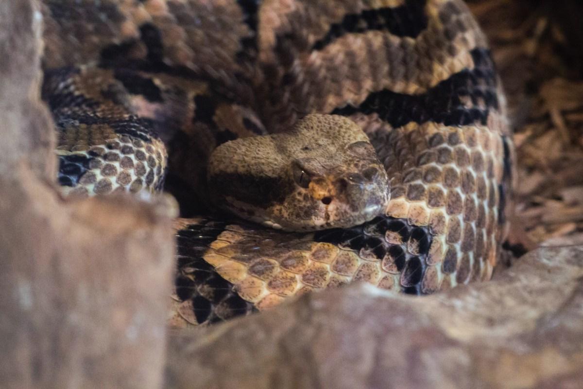 timber rattlesnake is in the list of endangered species in the united states
