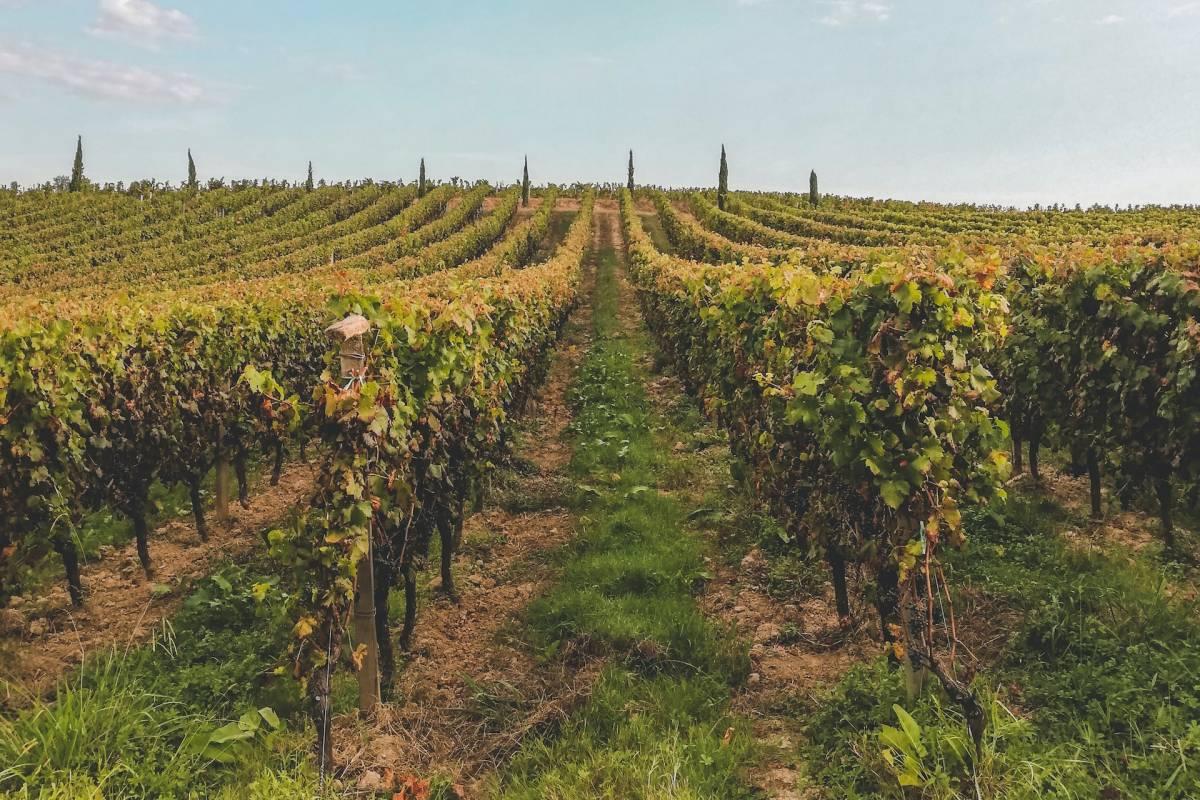 vineyards in bordeaux