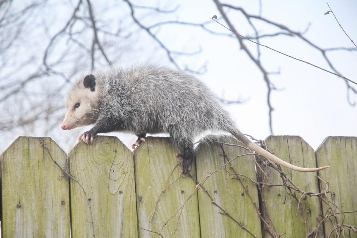 virginia opossum is part of the united states animals list