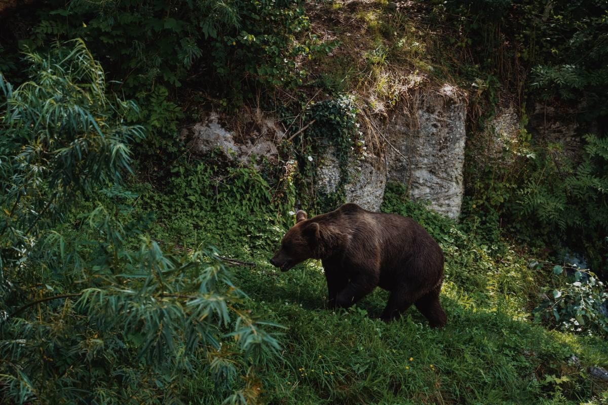 visiting the bear pit is a must on a day in bern