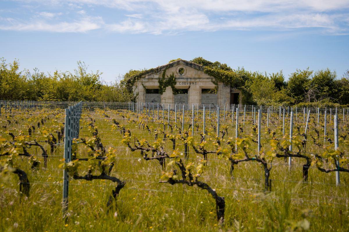 visiting wineyards is a must when planning a bordeaux trip