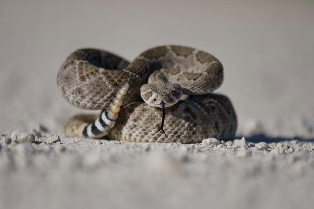 western diamondback rattlesnake is part of the arizona wildlife