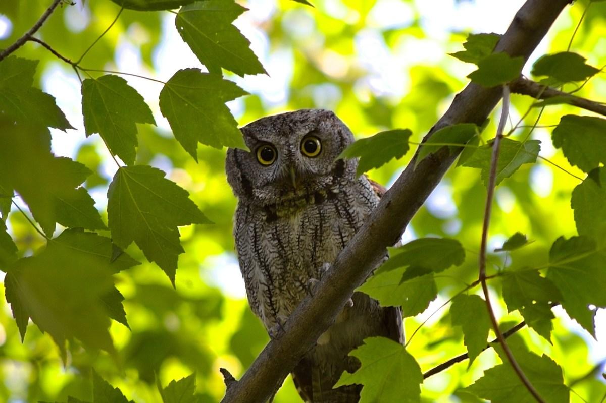 western screech owl is part of the wildlife in arizona