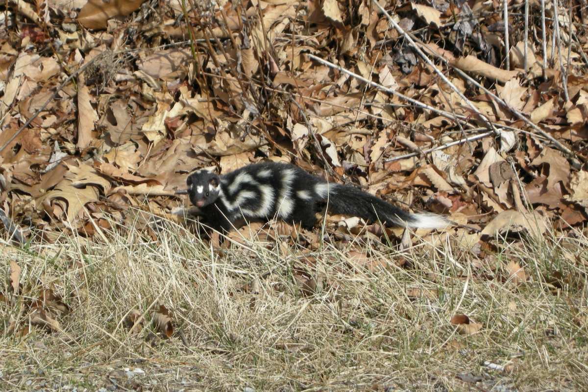 western spotted skunk is among the animals from arizona