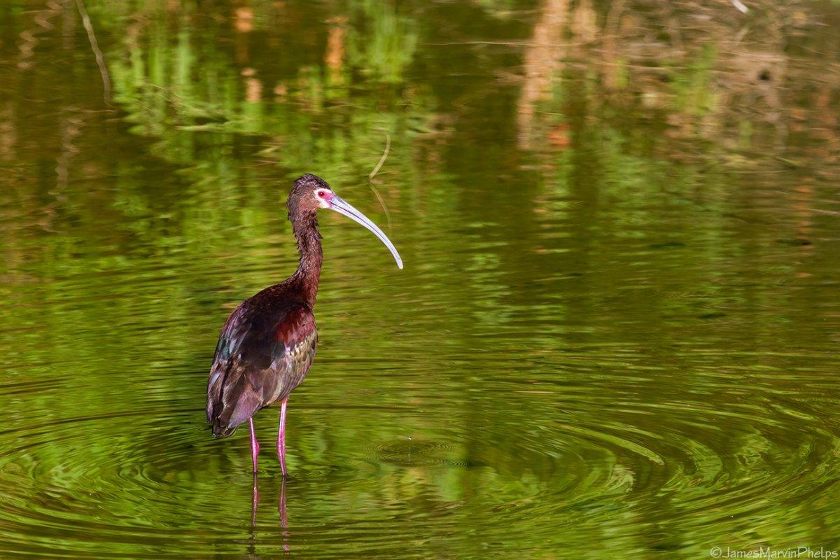 white-faced ibis is among the native animals of arizona