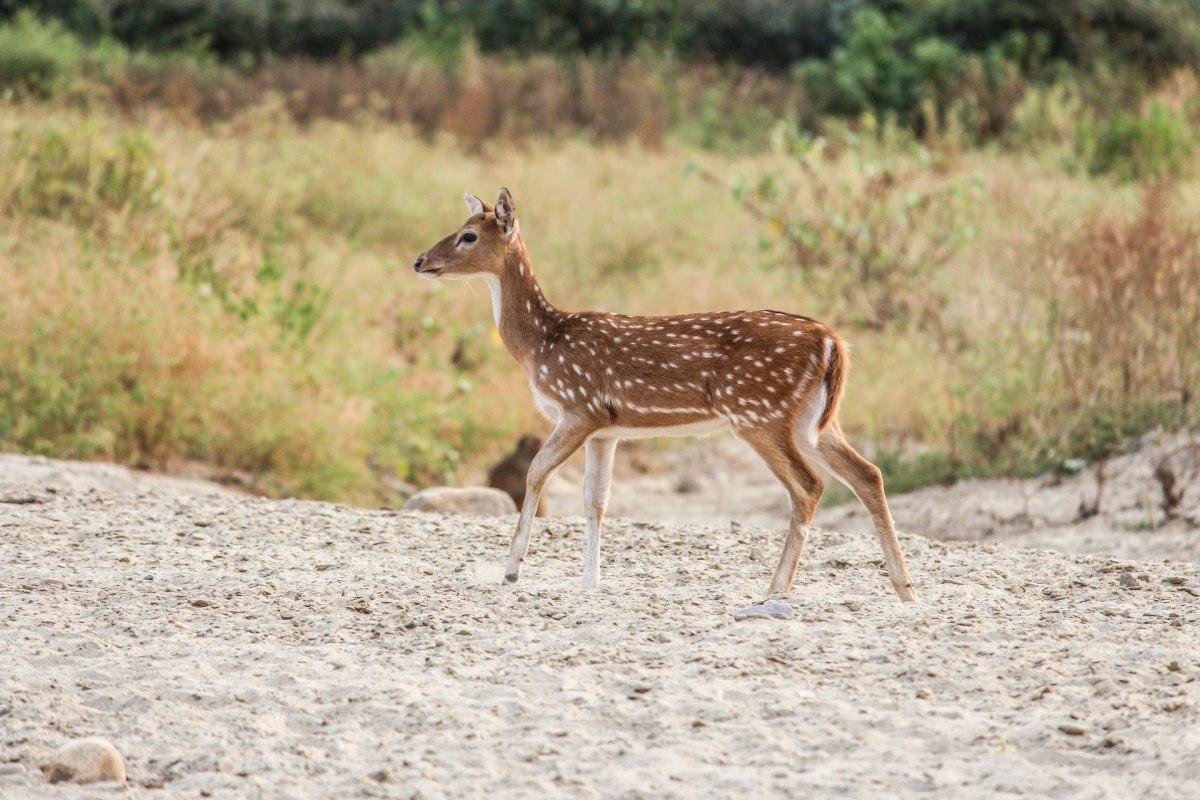 white-tailed deer is among the native animals of united states