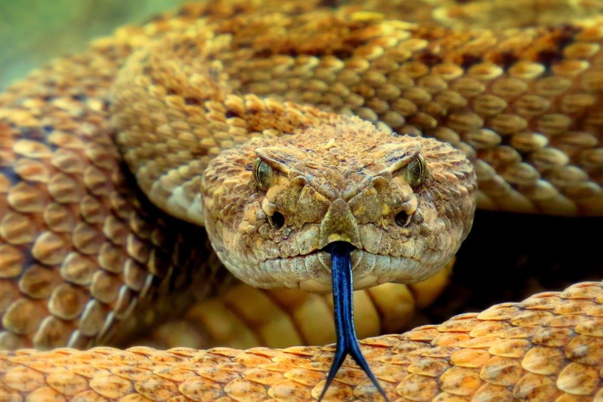 willard's rattlesnake is an arizona animal