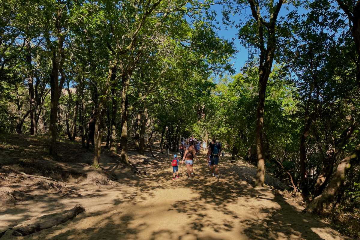 walking through the pine forest to the dune of pilat