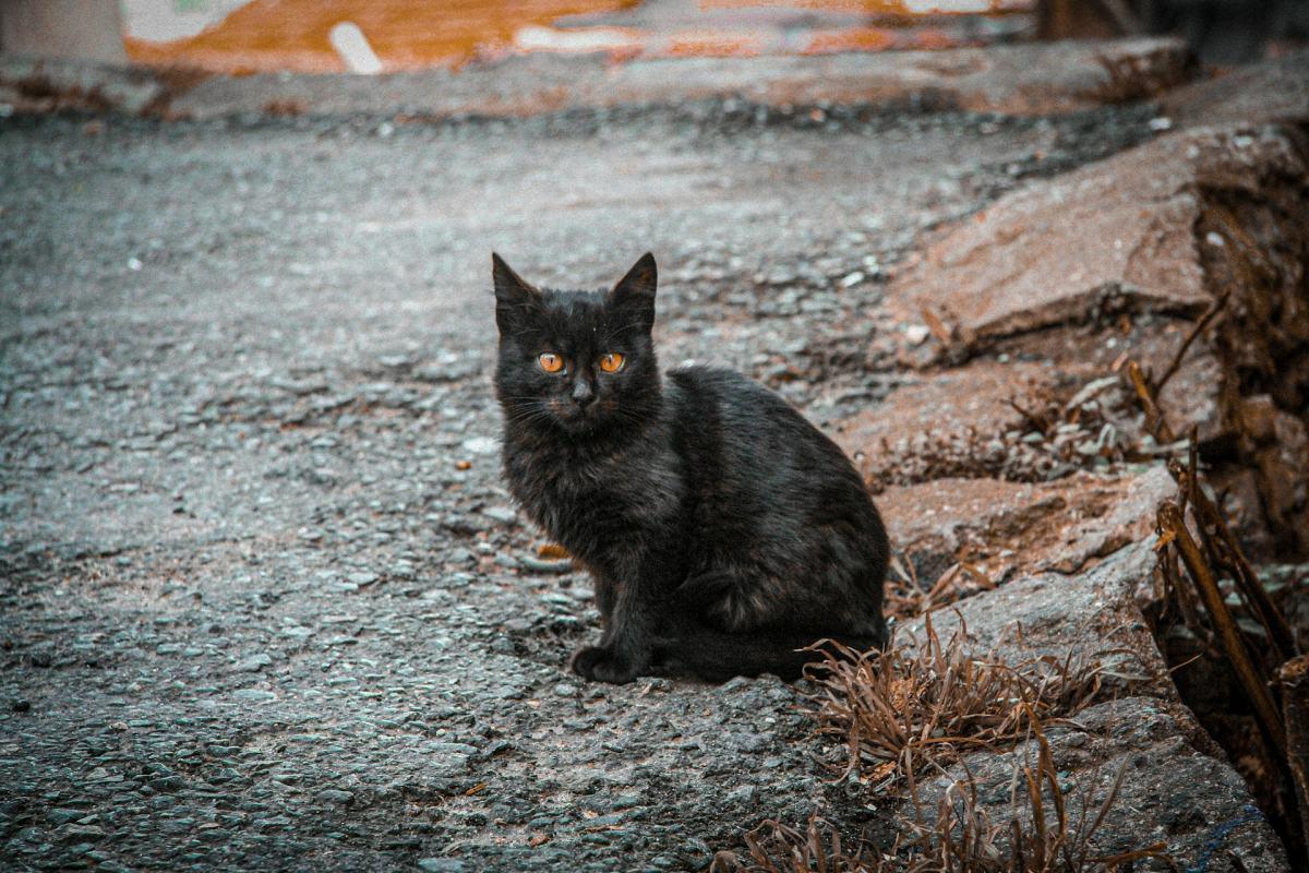 peting wild cats is one of the best things to do in balat in istanbul